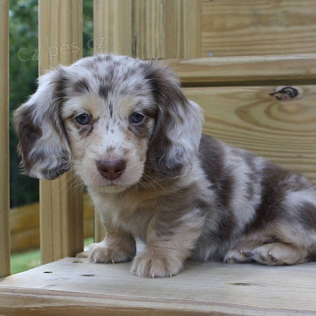 Prod�m mini �t��ata jezev��k�.    