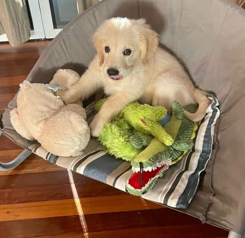 Zlat� retr�vr d�vky a �t��ata chlapce.