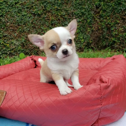 Chihuahua d�vky a �t��ata chlapc�.