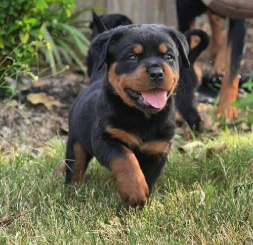 Rottweiler d�vky a chlapci �t��ata.