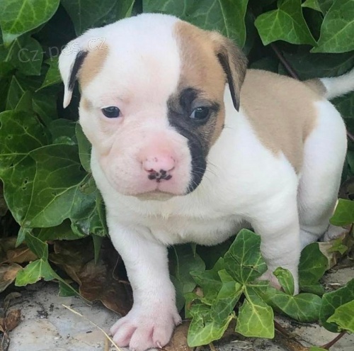 Americk� buldo�� d�vky a �t��ata chlapc�.