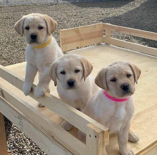 Labradorsk� retr�vr d�vky a �t��ata chlapce.