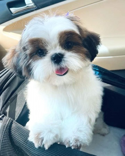 Shih Tzu d�vky a �t��ata chlapc�.
