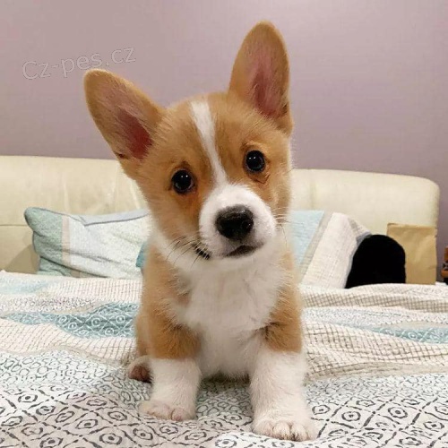 Corgi Pembroke d�vky a �t��ata chlapc�.