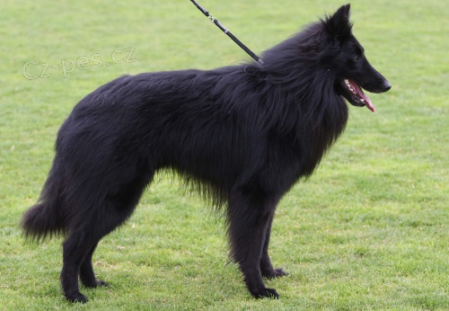 Belgick� ov��k groenendael �t��ata