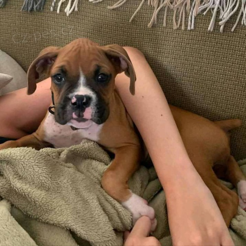 Boxerky a �t��ata chlapc�.