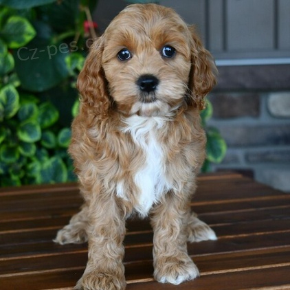Rozko�n� �t��ata Cockapoo k adopci