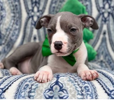 Rozko�n� �t��ata Americk� staford��rsk� teri�r  k adopci