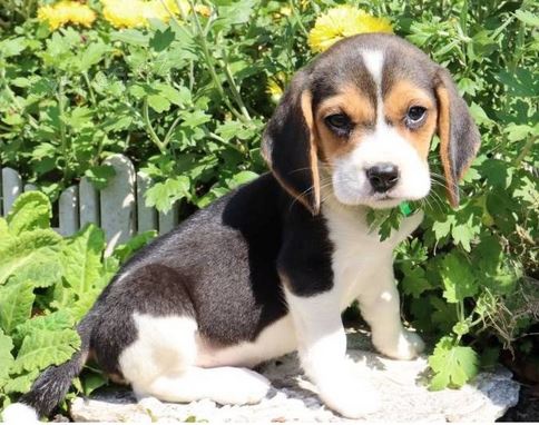 �t��ata Beagle k dispozici