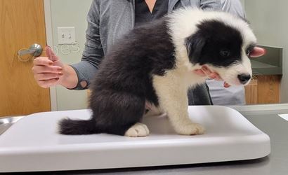 Rozko�n� �t��ata Border Collie k adopci