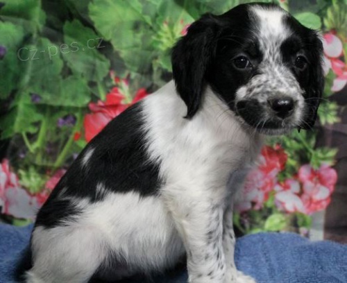 �t��ata Brittany �pan�l k dispozici