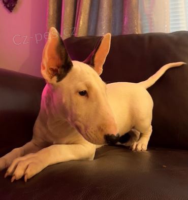 �t��ata Bullterier k dispozici