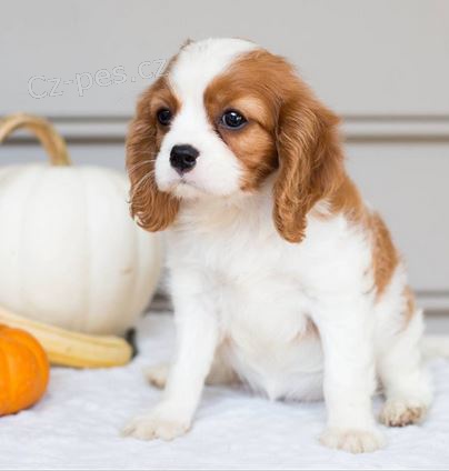 �t��ata Kaval�r king charles �pan�l k dispozici