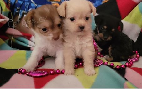 �t��ata ��nsk� chocholat� pes k dispozici