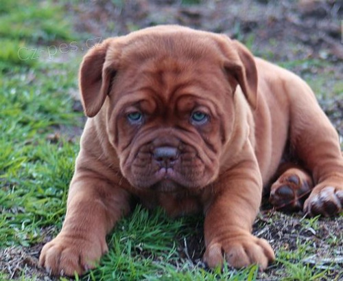 Rozko�n� �t��ata Bordeauxsk� doga k adopci