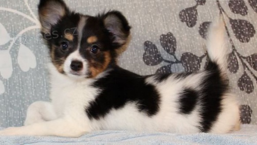 �t��ata Papillon k dispozici