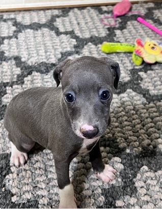 Rozko�n� �t��ata Italsk� chrt�k k adopci