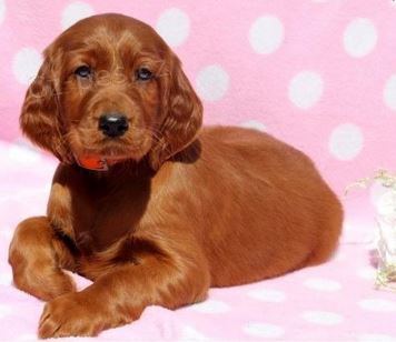 �t��ata Irsk� setr k dispozici