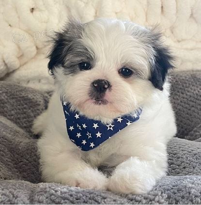 �t��ata Japan-chin k dispozici