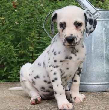 �t��ata Dalmatin k dispozici