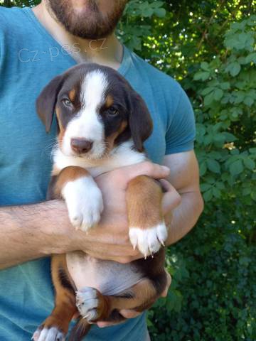 Appenzellsk� sala�n�cky pes