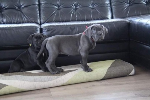 Kr�sn� �t���tka Cane Corso.