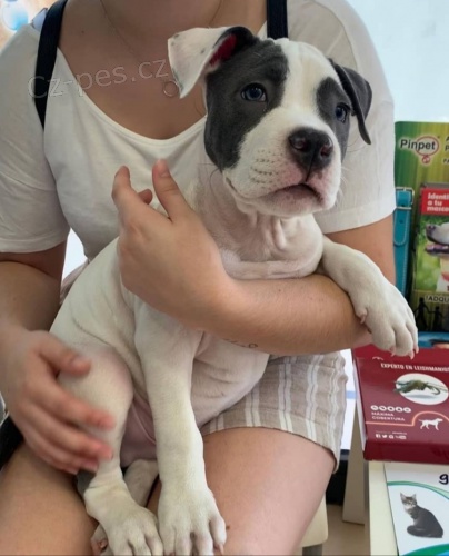 Kr�sn� �t��ata Staffordshire.