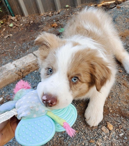 Kr�sn� �t���tka border kolie.