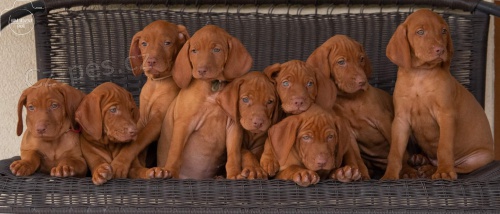 Vizsla - ma�arsk� oha� kr�tkosrst� - �t�n�