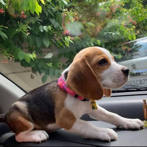 Kr�sn� �t���tka b�gl�.