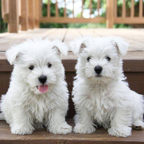 Kr�sn� �t���tka Westie.