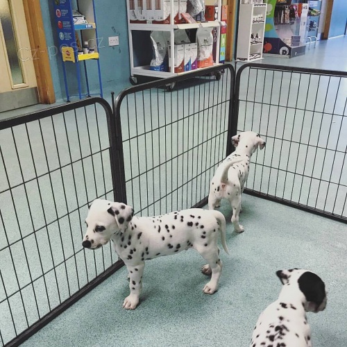 Kr�sn� dalmatsk� �t��ata.