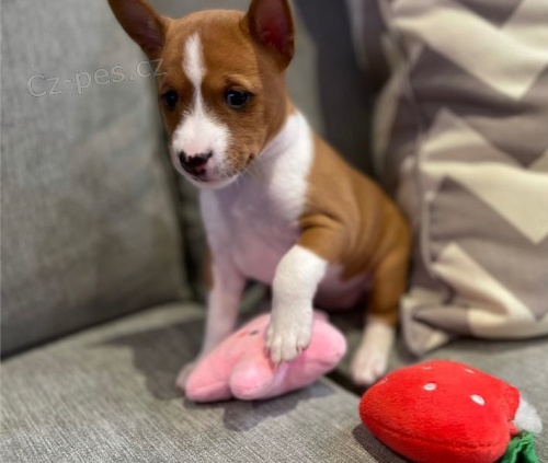 Roztomil� �t���tka basenji