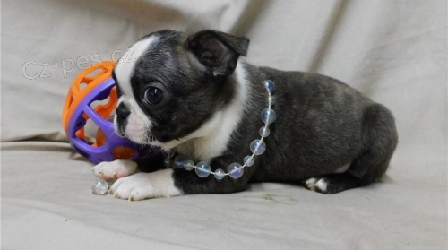 Kr�sn� �t��ata bostonsk�ho teri�ra