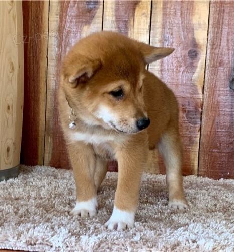 Roztomil� �t���tka shiba inu