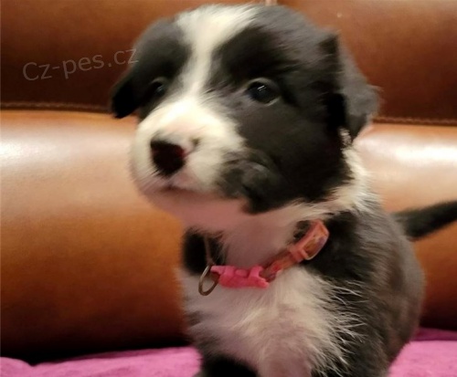 Zdrav� �t��ata border kolie