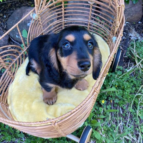 Sladk� �t��ata jezev��ka p�ipraven� k �ivotu.