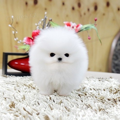 Sladk� Pomeranians �t��ata p�ipraven� ��t.
