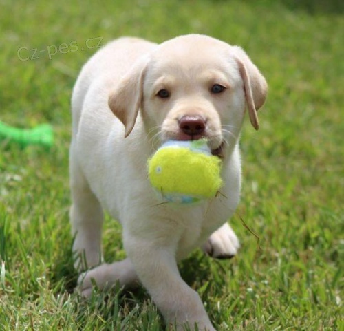 Kr�sn� labradorsk� �t��ata p�ipraven� k �ivotu.