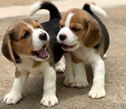 Kr�sn� �t���tka Beagle p�ipraven� k �ivotu.