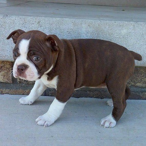 Kr�sn� �t��ata Boston teri�ra p�ipraven� k �ivotu.