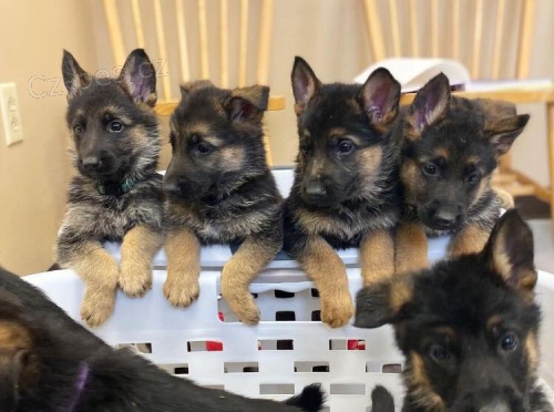 Kr�sn� �t��ata n�meck�ho ov��ka p�ipraven� ��t.