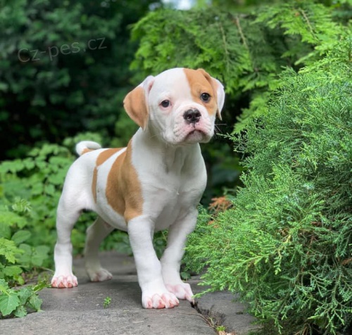 Kr�sn� �t��ata americk�ho buldoka p�ipraven� ��t.