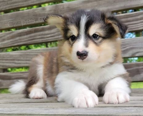 �t��ata Alja�sk� malamut k dispozici