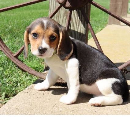 �t��ata Beagle k dispozici