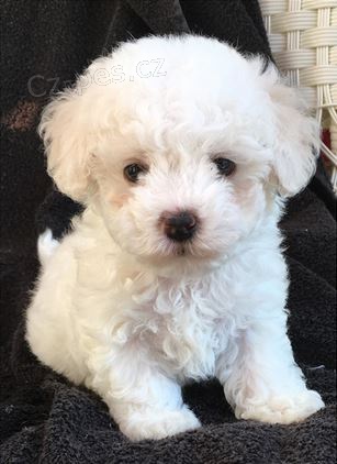 �t��ata Bolo�sk� k dispozici