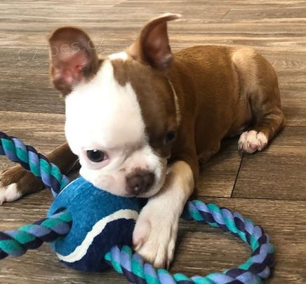 �t��ata Bostonsk� teri�r k dispozici