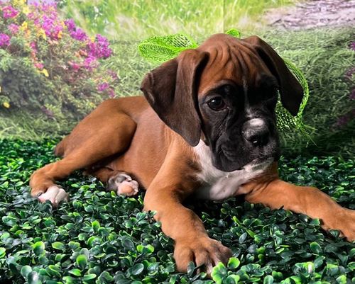 �t��ata Boxer k dispozici