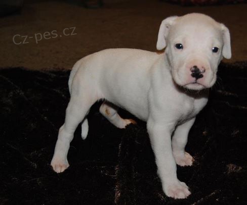 �t��ata Argentinsk� doga k dispozici