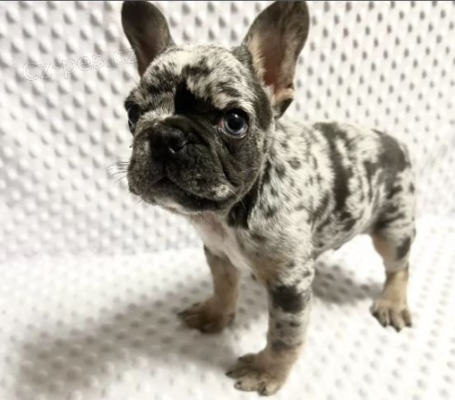 �t��ata Francouzsk� buldo�ek k dispozici